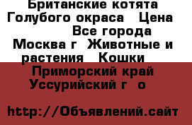 Британские котята Голубого окраса › Цена ­ 8 000 - Все города, Москва г. Животные и растения » Кошки   . Приморский край,Уссурийский г. о. 